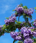 Jacaranda Tree