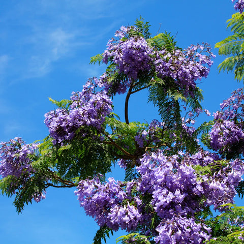 Jacaranda Tree