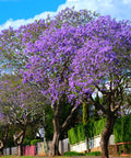 Jacaranda Tree