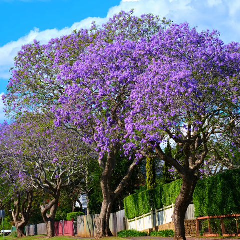 Jacaranda Tree