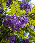 Jacaranda Tree