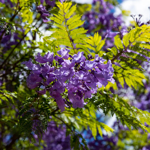 Jacaranda Tree