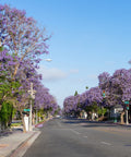 Jacaranda Tree