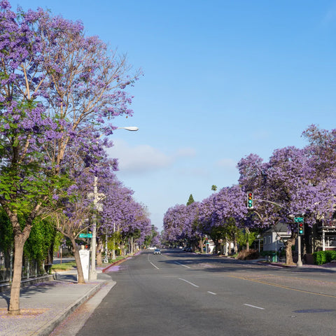 Jacaranda Tree