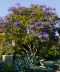 Jacaranda Tree