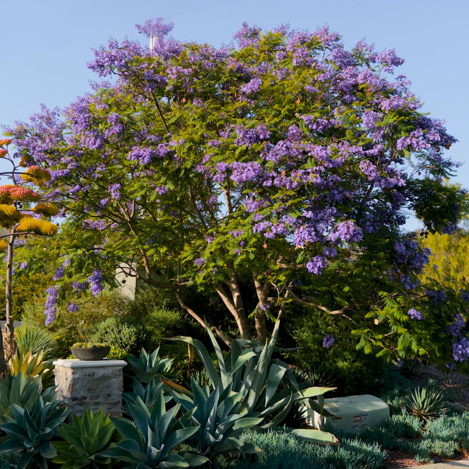 tree with lavender flowers Jacaranda Tree