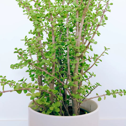 Jade Bonsai Forest