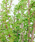 Jade Bonsai Forest