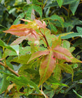 Jade Fire™ Oliver Maple Tree