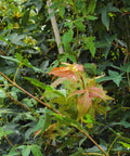 Jade Fire™ Oliver Maple Tree