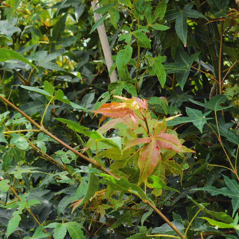 Jade Fire™ Oliver Maple Tree