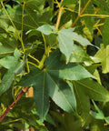 Jade Fire™ Oliver Maple Tree