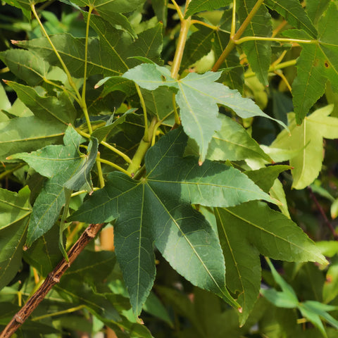 Jade Fire™ Oliver Maple Tree