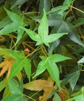 Jade Fire™ Oliver Maple Tree