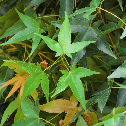 Jade Fire™ Oliver Maple Tree