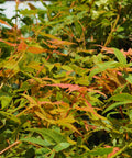 Jade Fire™ Oliver Maple Tree