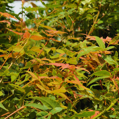 Jade Fire™ Oliver Maple Tree