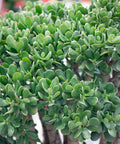 Jade Tree