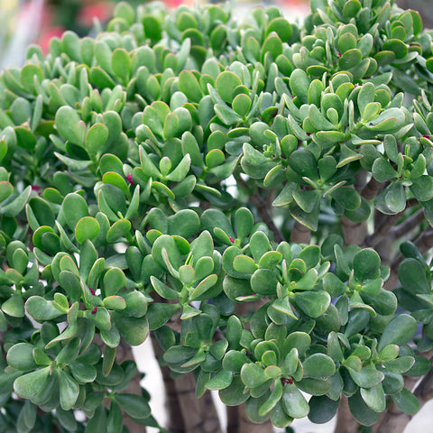 Jade Tree