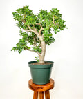 Jade Tree