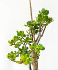 Jade Tree Character