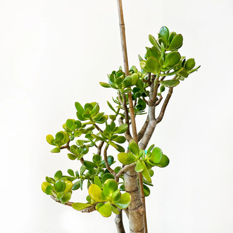 Jade Tree Character