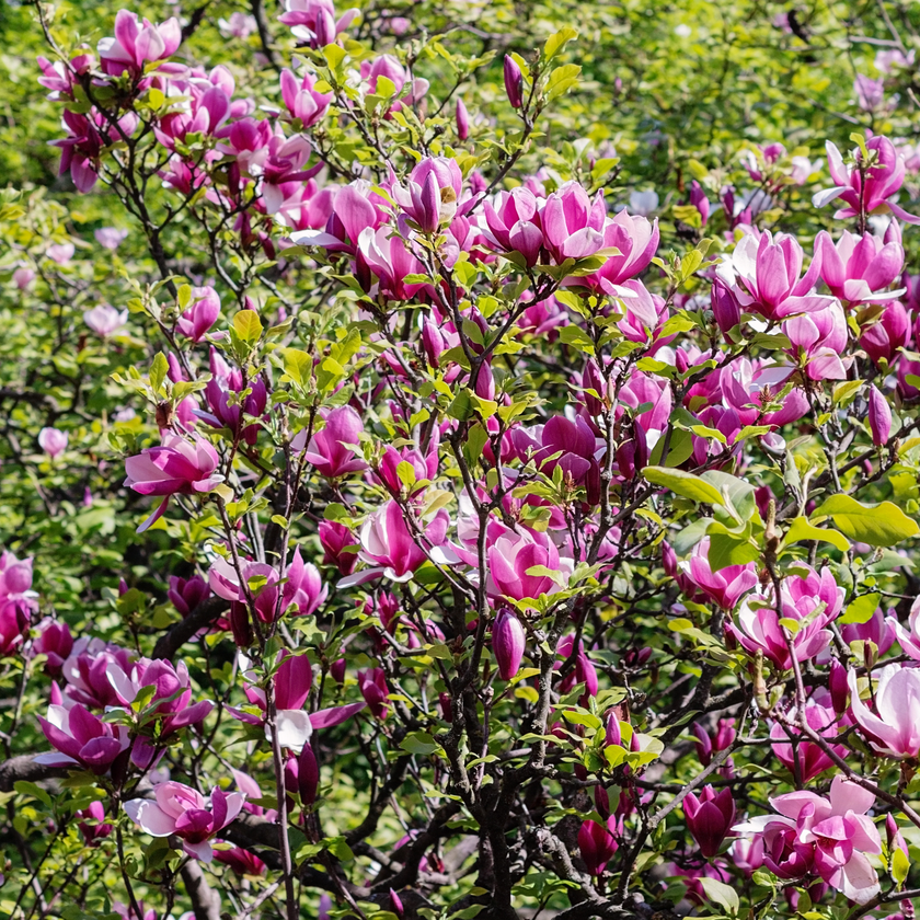 Jane Magnolia Tree | Popular Pink Flowering Magnolia Tree – Simply Trees