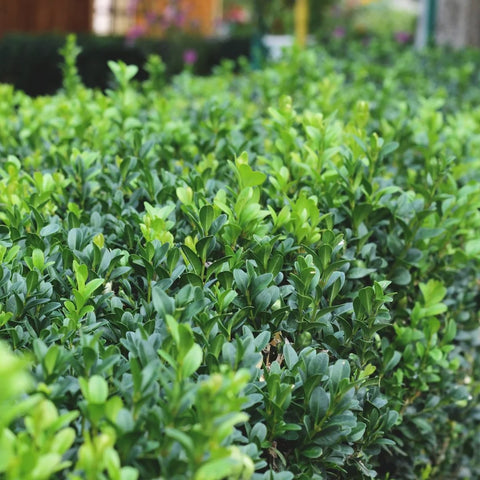 Japanese Boxwood