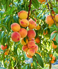 June Gold Peach Tree
