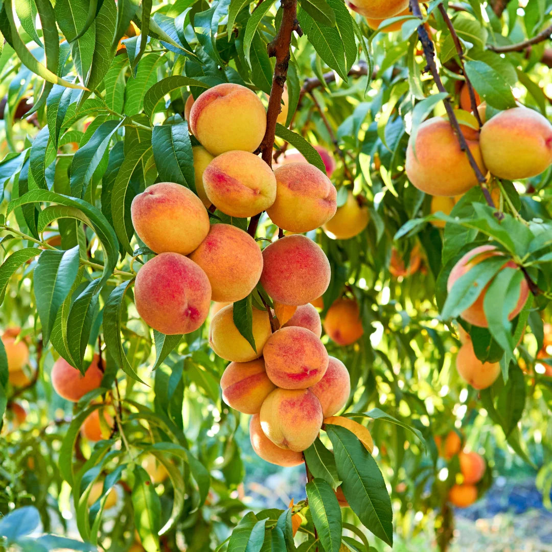 June Gold Peach Tree - 4-5 ft