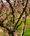 June Gold Peach Tree
