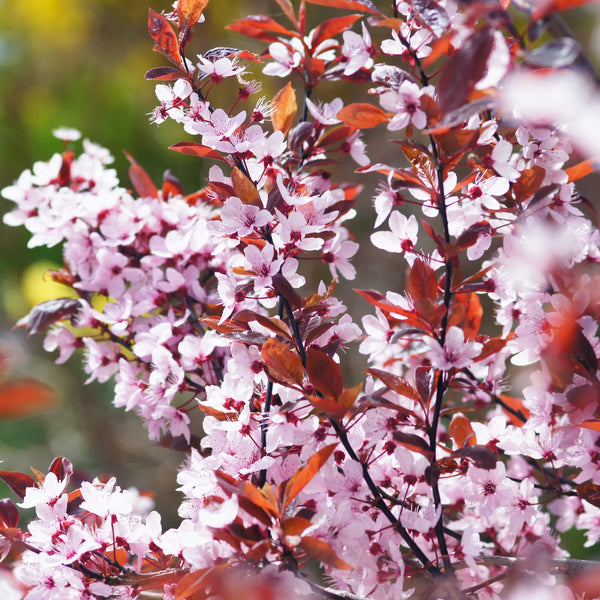 plum blossom indoor plant Flowering Purple Plum Tree, 5-6 ft