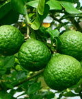 Kaffer Lime Tree