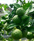Kaffer Lime Tree
