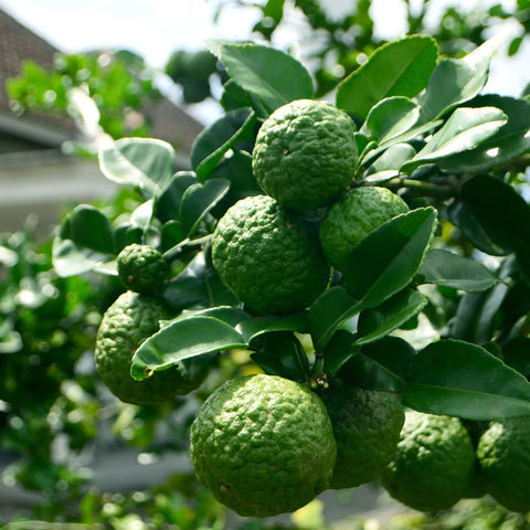 Kaffer Lime Tree