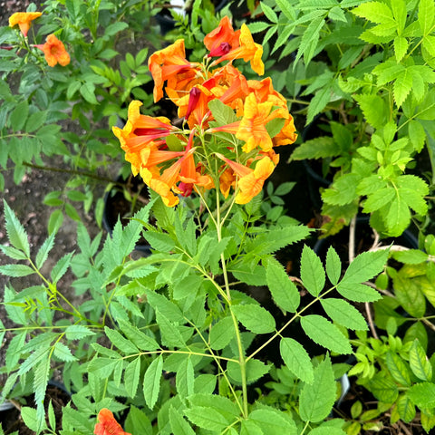 Kalama Papaya Tecoma Esperanza