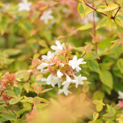 Kaleidoscope Abelia