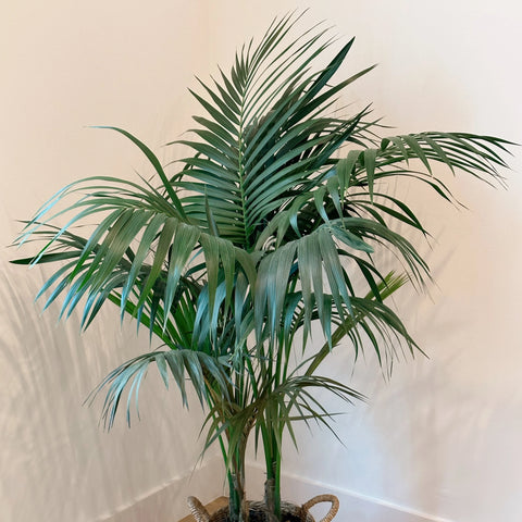 Kentia Palm