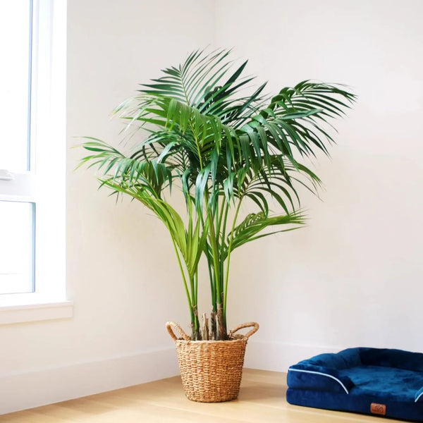 kentia palm plant food Kentia Palm: Low Maintenance Beauty