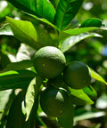 Key Lime Bush