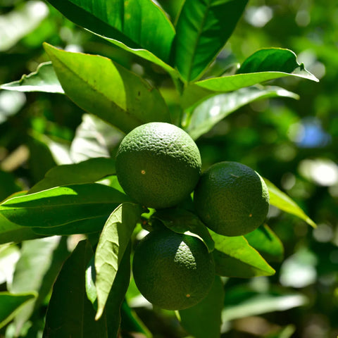 Key Lime Bush