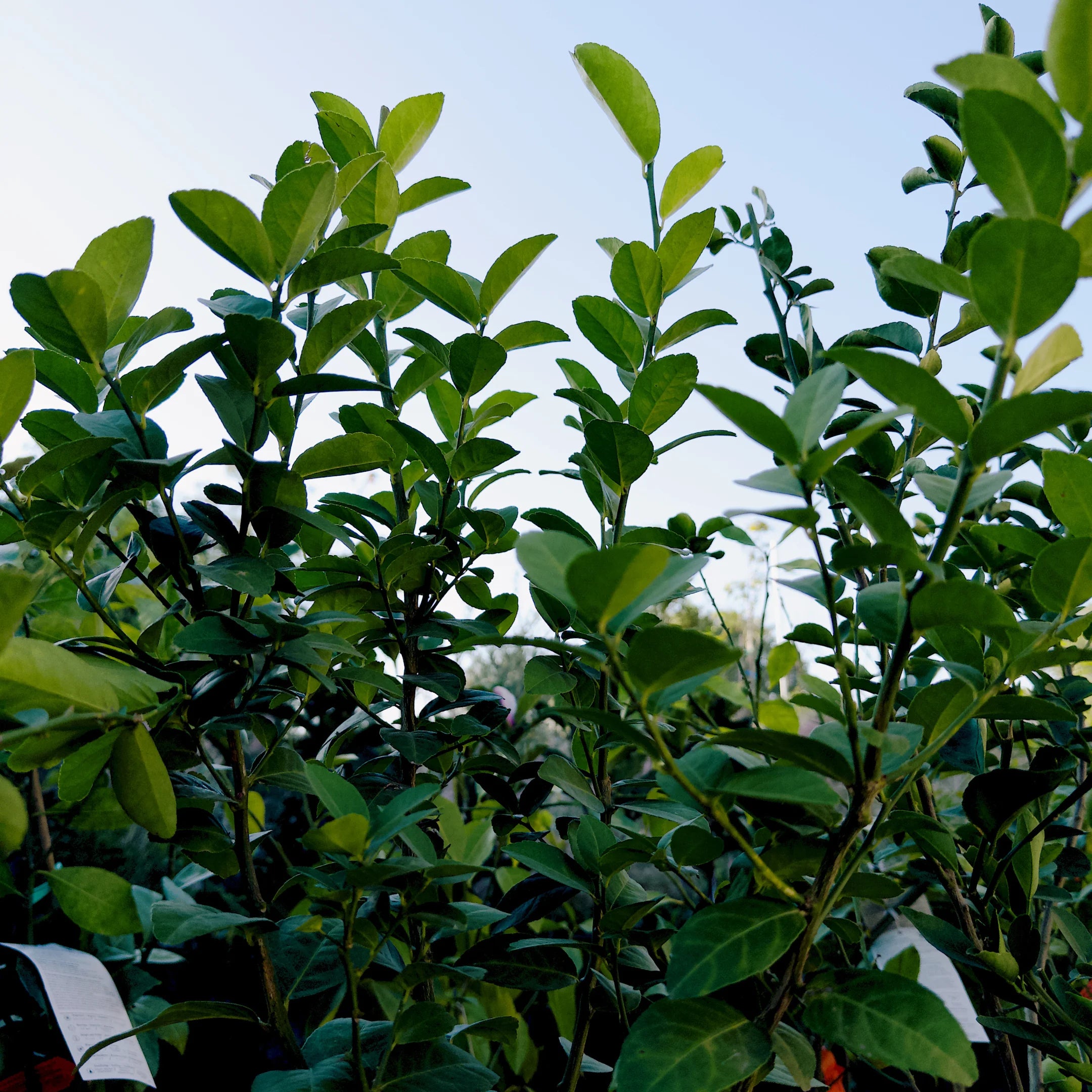 Simply Trees Key Lime Tree - Thumbnail 4