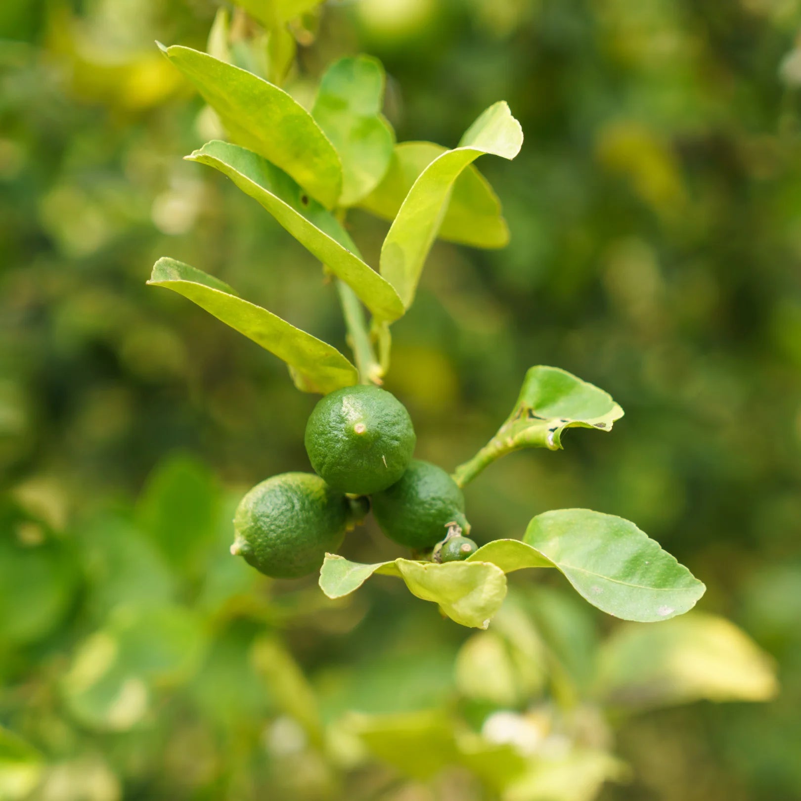 Key Lime Tree | Popular Citrus Trees Delivered β Simply Trees