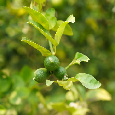 Key Lime Tree