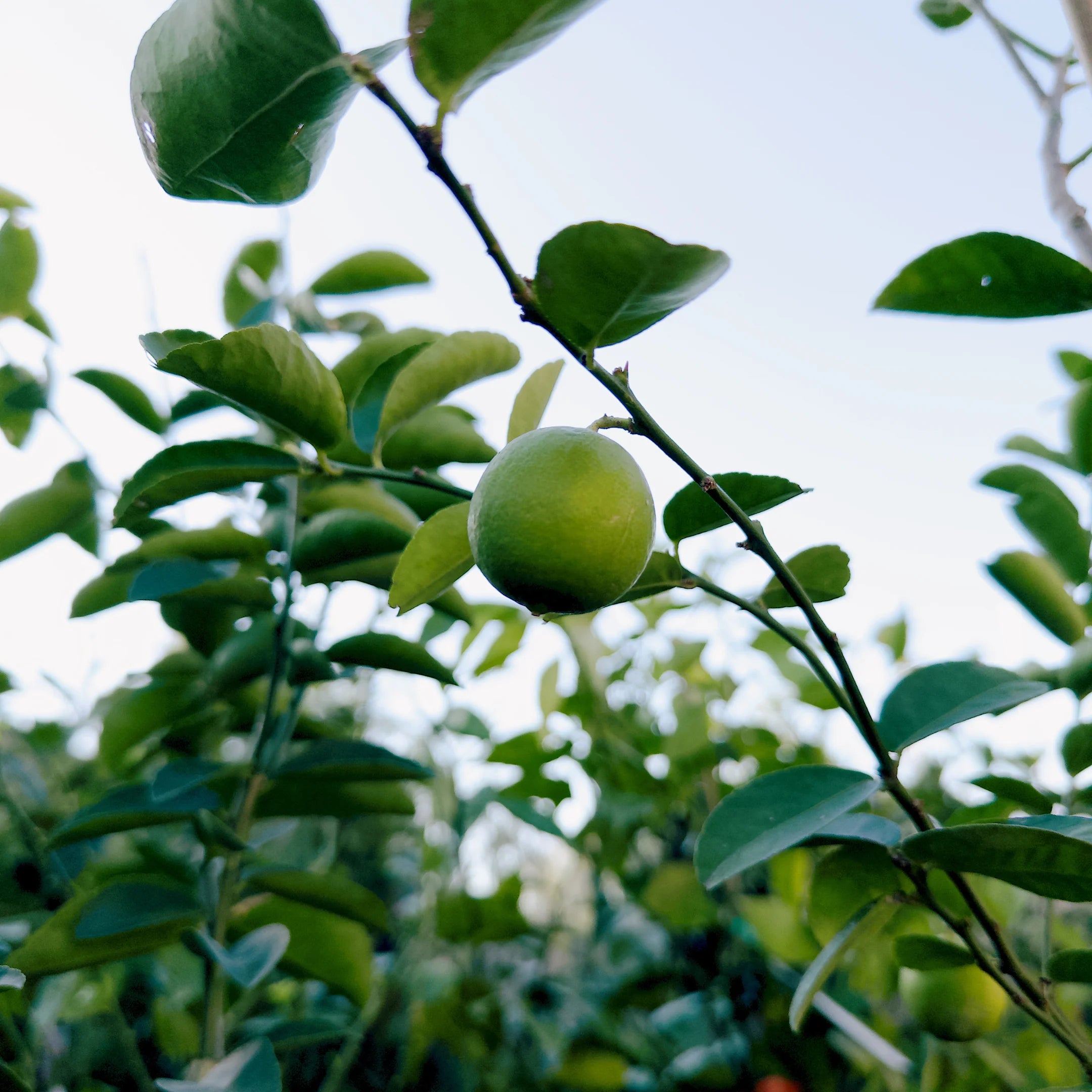 Simply Trees Key Lime Tree - Thumbnail 3