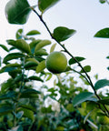 Thornless Key Lime Tree