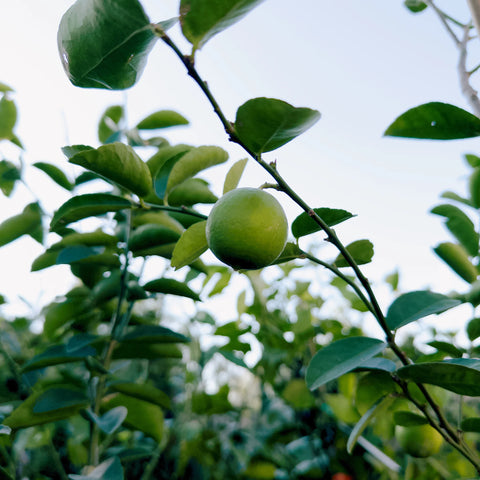 Thornless Key Lime Tree