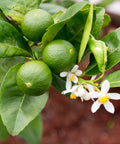 Thornless Key Lime Tree