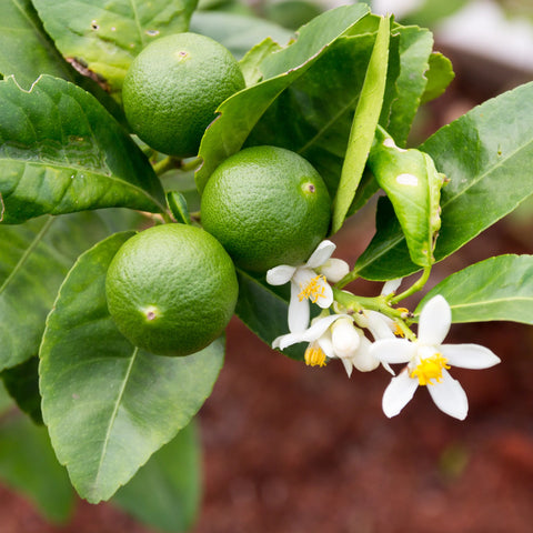 Thornless Key Lime Tree