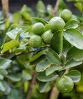 Thornless Key Lime Tree